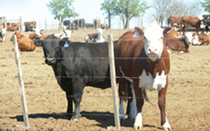 Estancia SA :. Feedlot